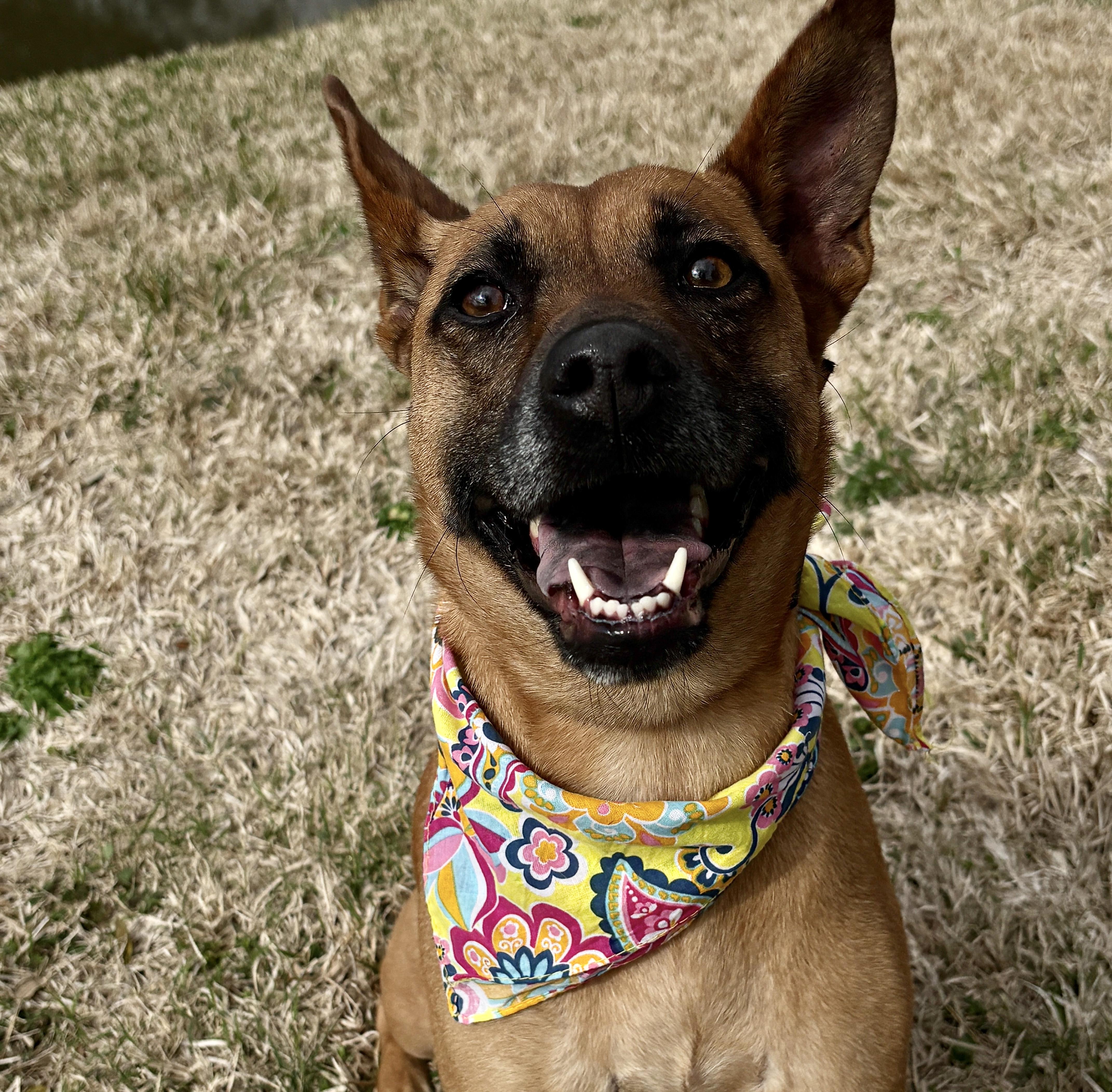 An adult medium-sized female Red / Chestnut / Orange Shepherd dog named Xena True Sweetie! for adoption in Cypress, TX