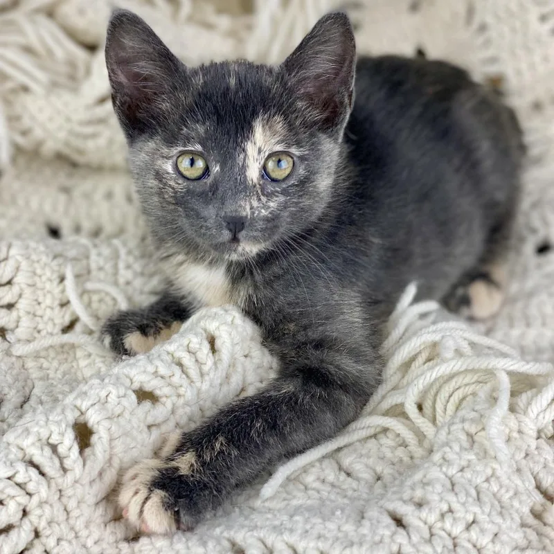 A baby medium-sized female Domestic Short Hair cat named Courtney for adoption in Decorah, IA