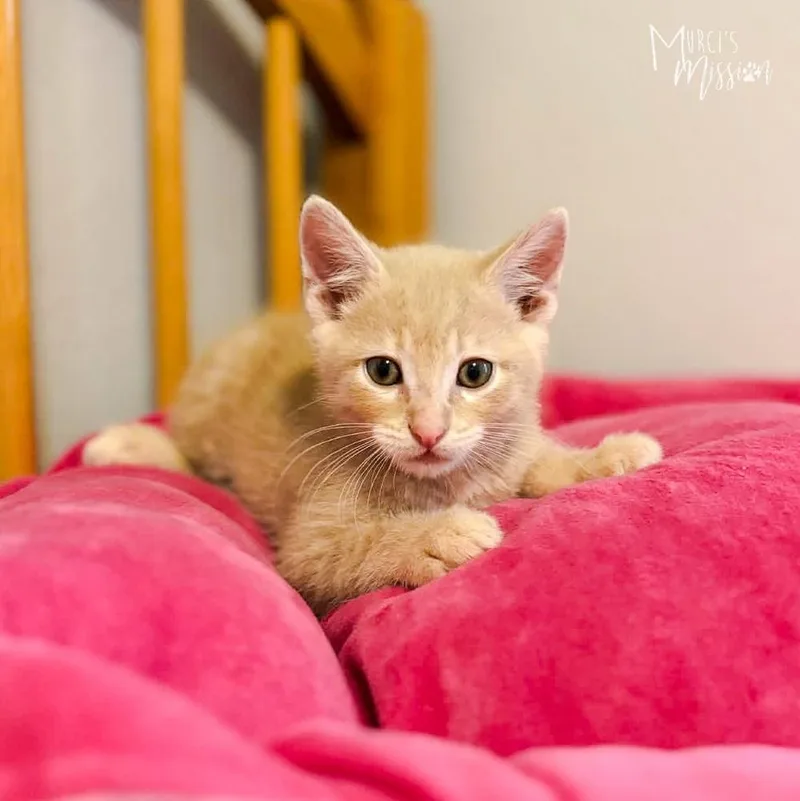 A baby medium-sized male Domestic Short Hair cat named George for adoption in Spokane , WA