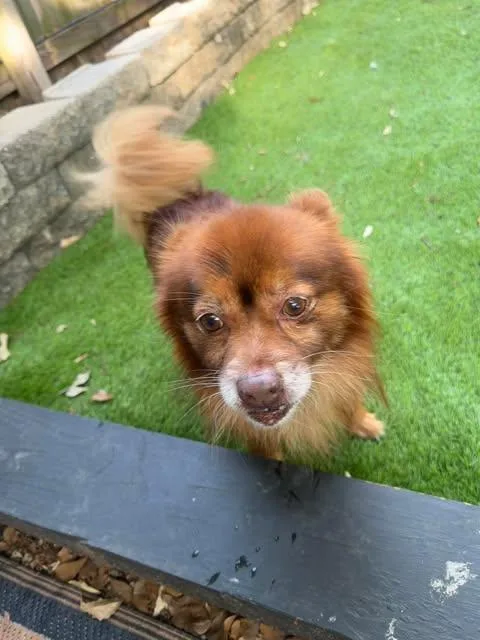 An adult small-sized male Chihuahua dog named Bear for adoption in Virginia Beach, VA