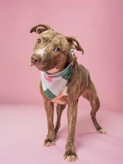 An adult medium-sized female Mixed Breed dog named Saylor for adoption in Atlanta, GA