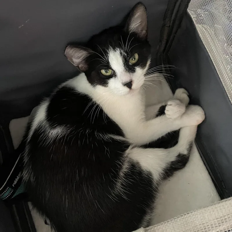 An adult small-sized female Black American Shorthair cat named Izzy for adoption in Volcano, HI
