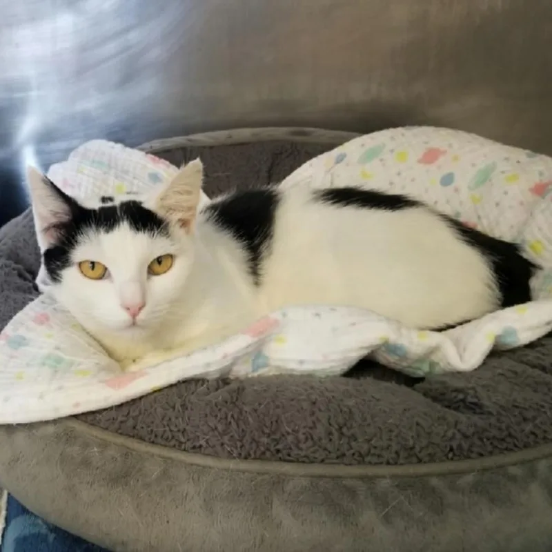 A young medium-sized female Black & White / Tuxedo Domestic Short Hair cat named Evie for adoption in Greensburg, PA