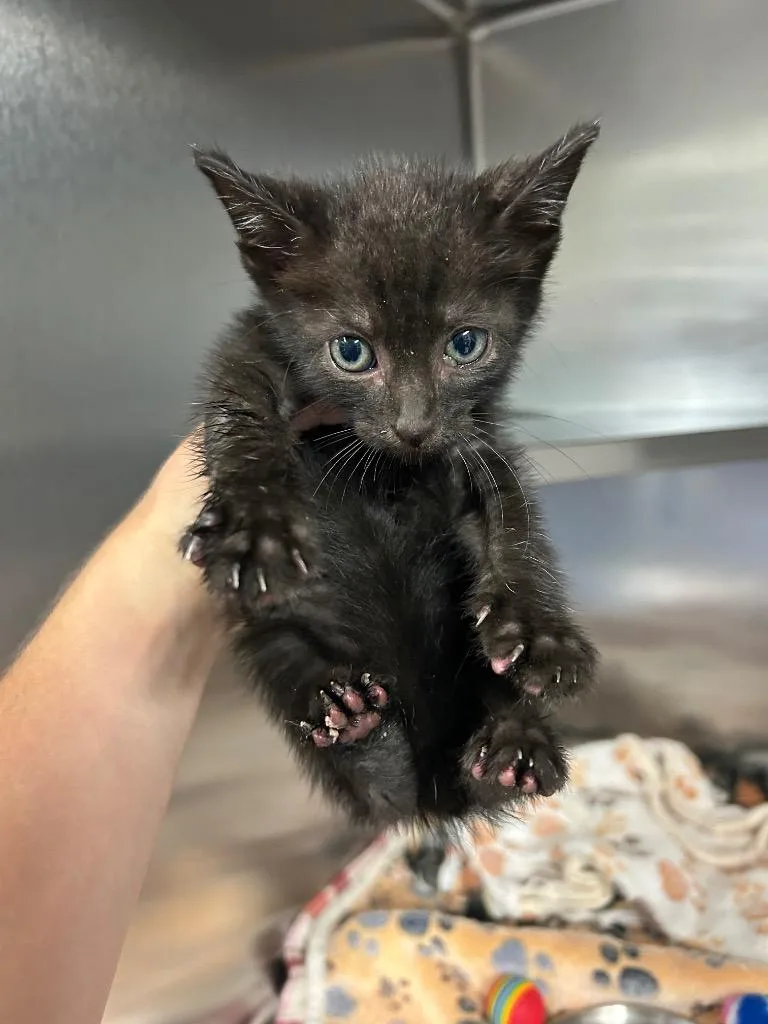 A baby medium-sized male Domestic Short Hair cat named PawPrint for adoption in Mineral, VA