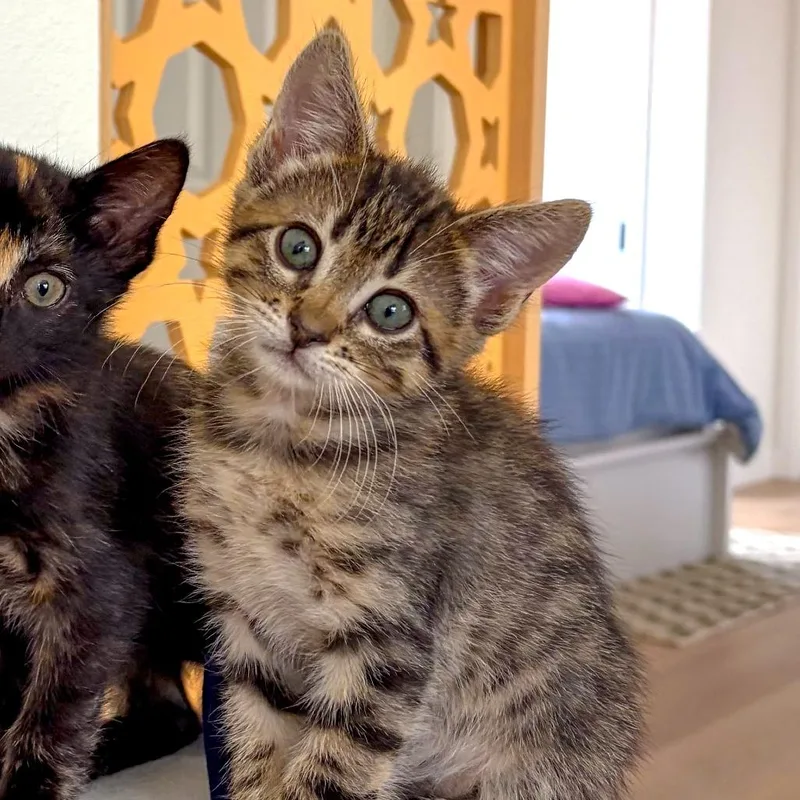 A baby small-sized female Black Domestic Short Hair cat named Pomelo for adoption in San Diego, CA