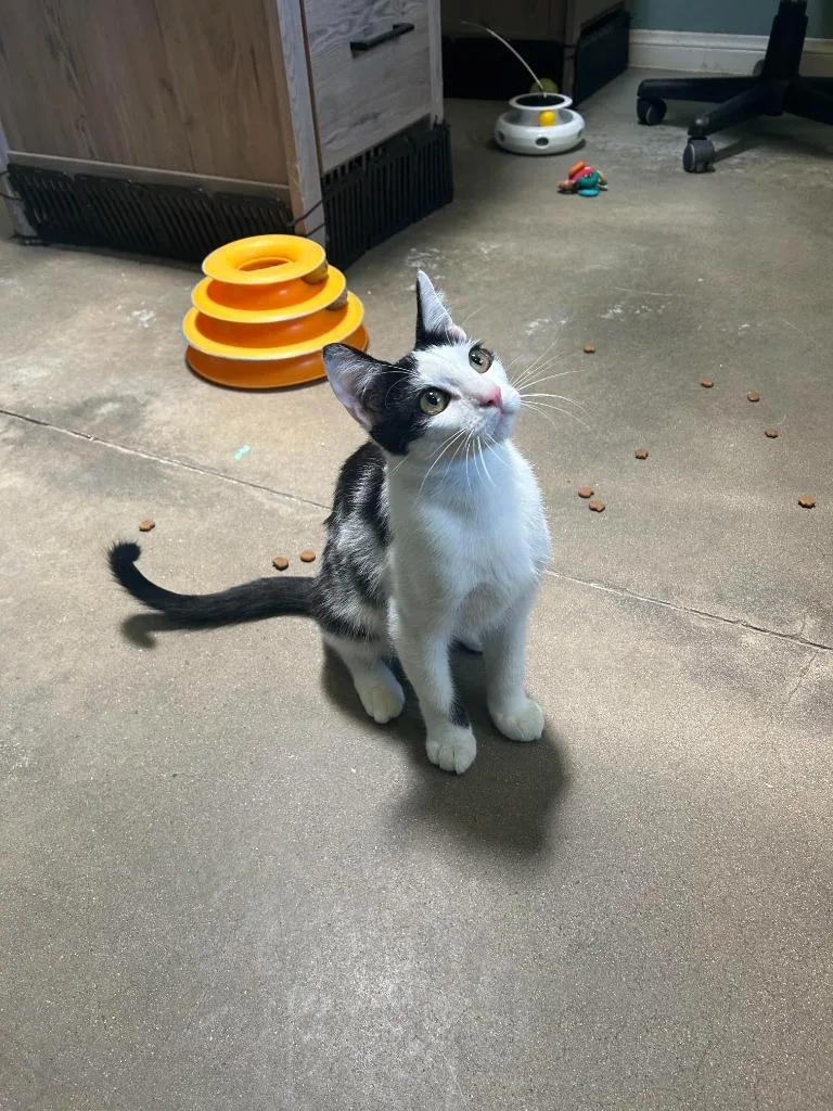 A young small-sized male Domestic Short Hair cat named Lannister for adoption in Los Angeles, CA