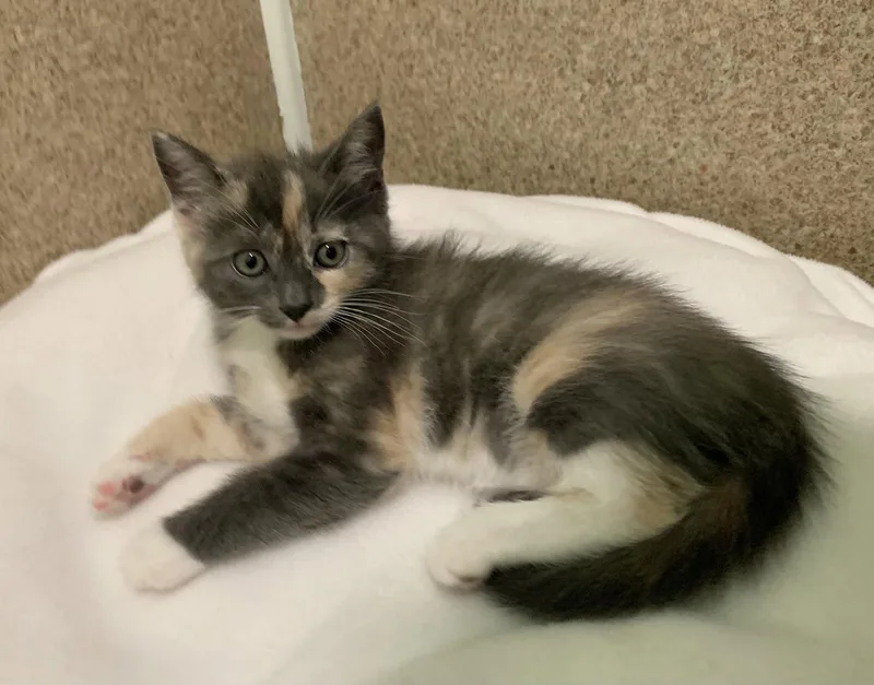 A young medium-sized female Domestic Short Hair cat named Athena for adoption in Mc Cormick, SC