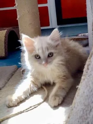 A baby small-sized male Buff & White Domestic Medium Hair cat named Rusty COMING SOON for adoption in Prescott, AZ