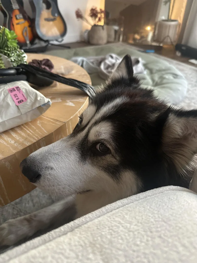 A young medium-sized male Husky dog named Champ for adoption in San Diego, CA