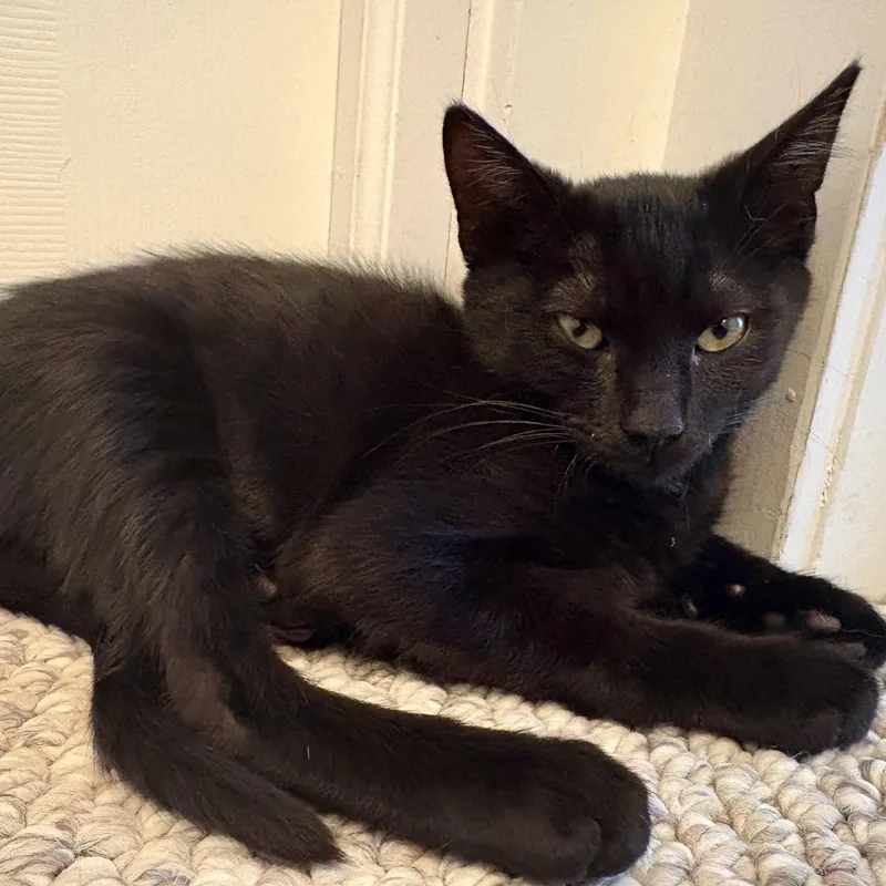 A baby small-sized female Black Domestic Short Hair cat named Ponzu for adoption in Richmond, VA