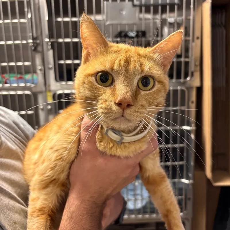 An adult medium-sized male Orange / Red Domestic Short Hair cat named Savanna Gilyard for adoption in Fort Smith, AR
