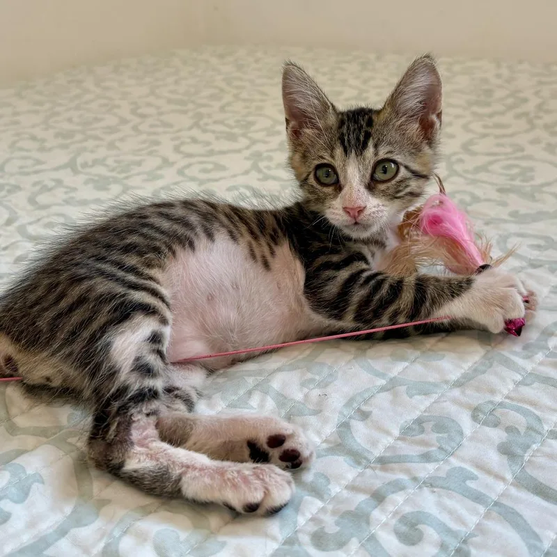 A baby small-sized male Brown / Chocolate Domestic Short Hair cat named Noah for adoption in Vieques, PR