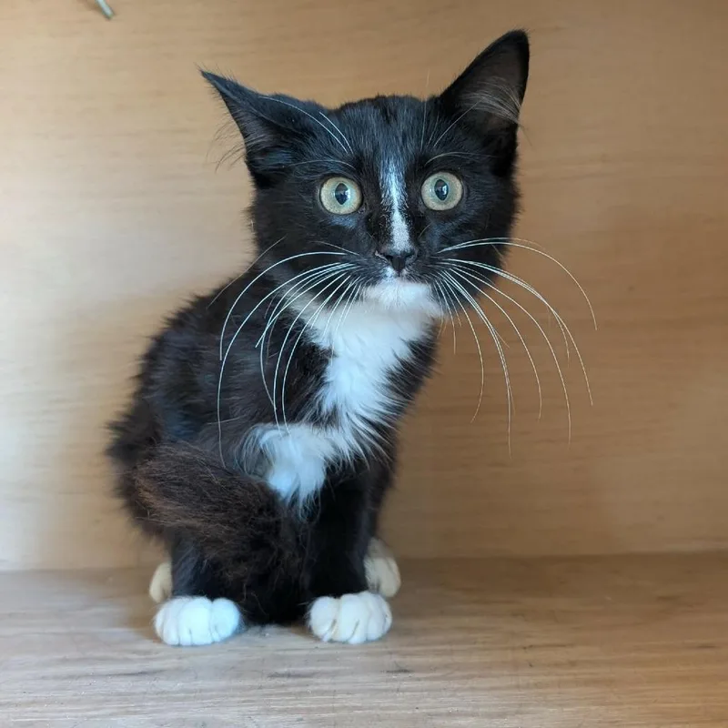 A baby small-sized male Black Domestic Medium Hair cat named Billy for adoption in Fredericksburg, TX