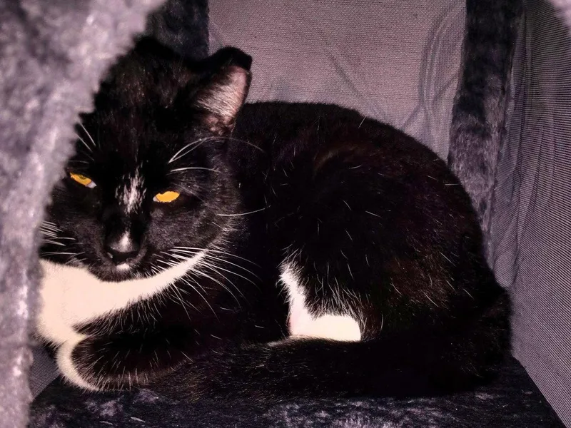 A young medium-sized male Domestic Short Hair cat named Angel & Pepper for adoption in San Jose, CA