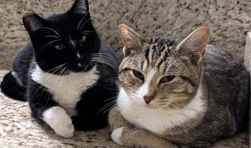 Angel & Pepper thumbnail 2
