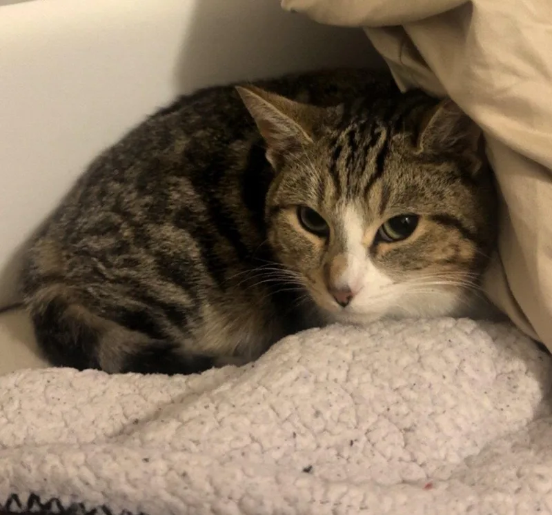 Angel & Pepper thumbnail 3