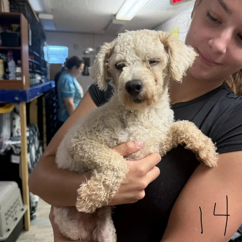 An adult small-sized male White / Cream Miniature Poodle dog named Zeke for adoption in Hinesville, GA