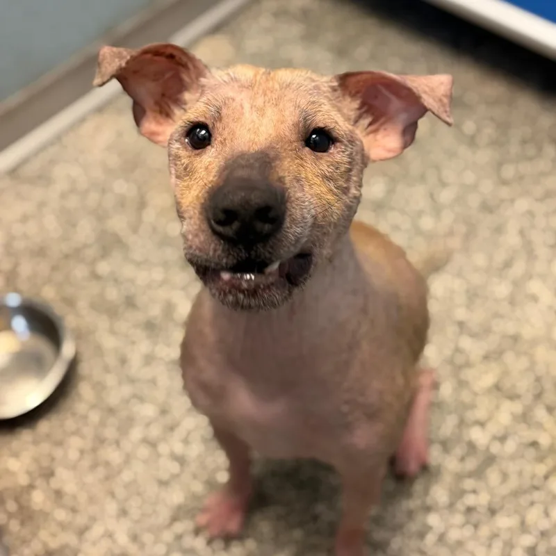 A young medium-sized male Yellow / Tan / Blond / Fawn Xoloitzcuintli / Mexican Hairless dog named Alfi for adoption in Port Richey, FL