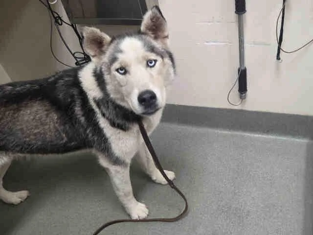 An adult medium-sized female Siberian Husky dog named Sky for adoption in Carlsbad, CA