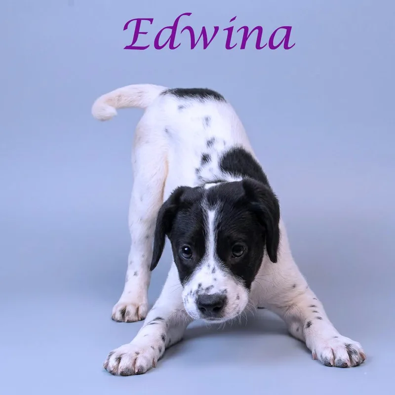 Edwina D thumbnail 4
