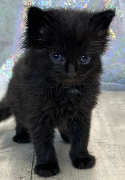 An adult small-sized male Domestic Short Hair cat named Onyx for adoption in Shreveport, LA