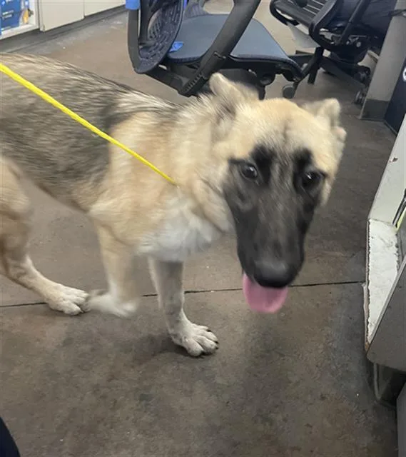 A young large-sized female Mixed Breed dog named Lyndon for adoption in Dallas, TX