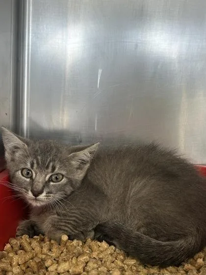 A young small-sized female Domestic Short Hair cat named Piston for adoption in San Antonio, TX