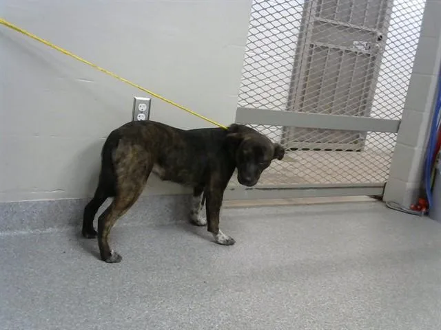 A young medium-sized male Staffordshire Bull Terrier dog named A for adoption in Pasadena, TX