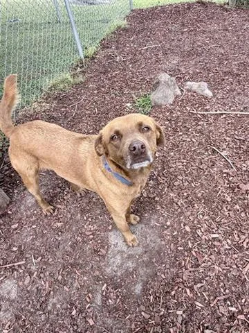 An adult small-sized male Labrador Retriever dog named Cooper for adoption in Panama City, FL