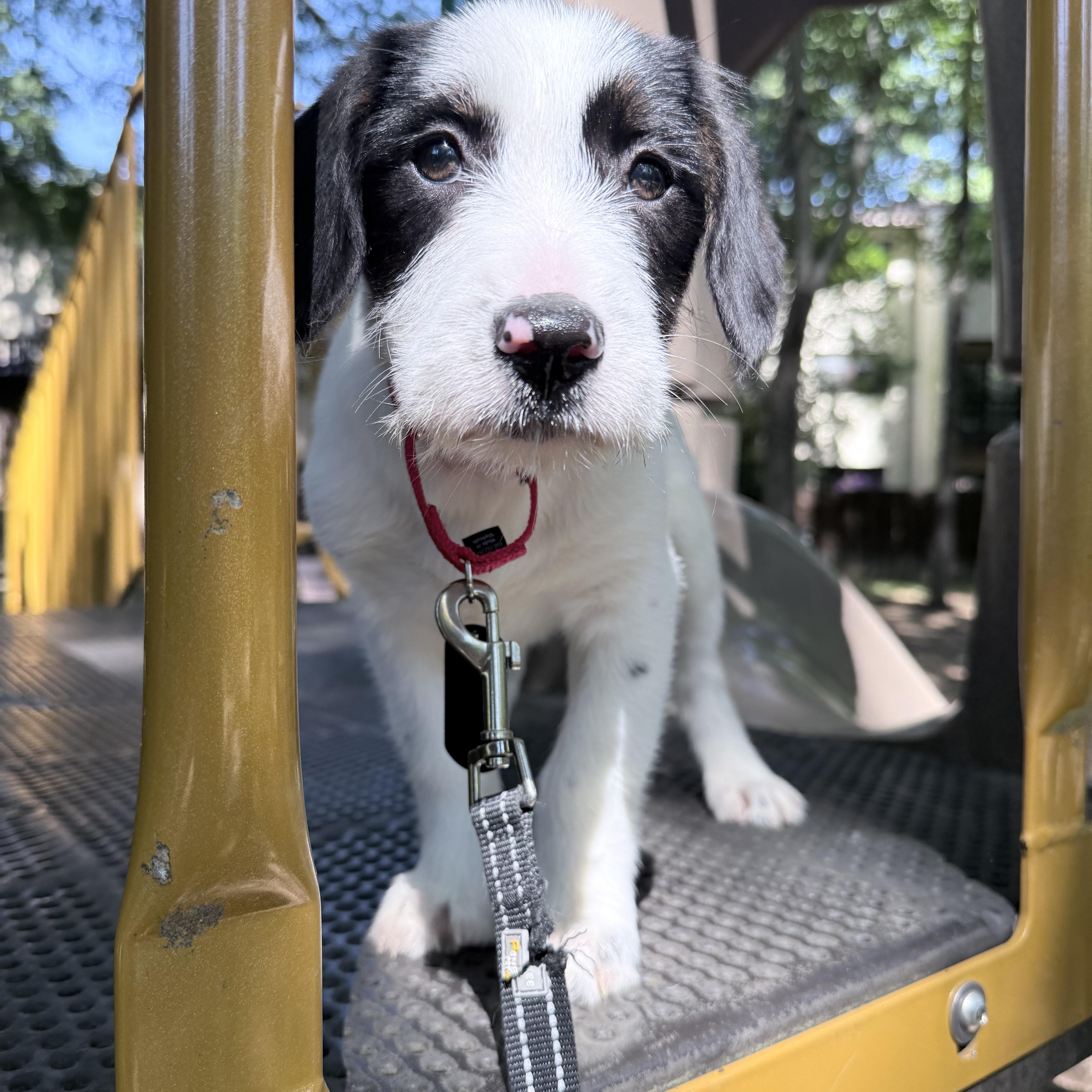 A baby medium-sized female White / Cream Terrier dog named Darla for adoption in Fairfax, VA