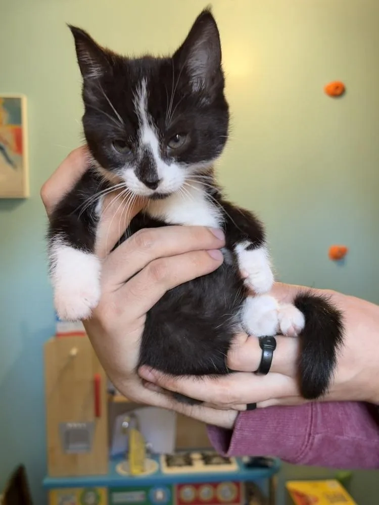 A baby medium-sized female Black & White / Tuxedo Domestic Short Hair cat named Catalina for adoption in Clinton Township, MI