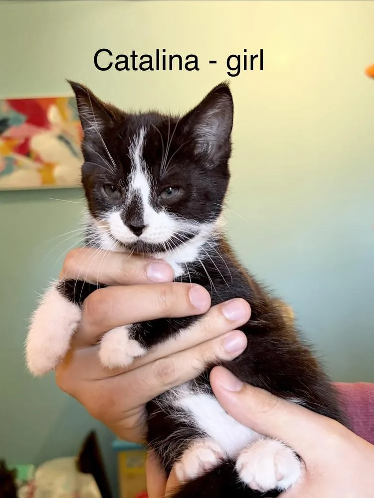 Catalina thumbnail 2