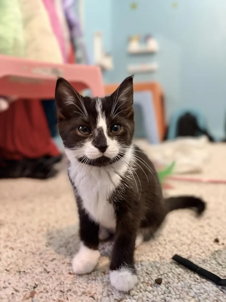 Catalina thumbnail 4