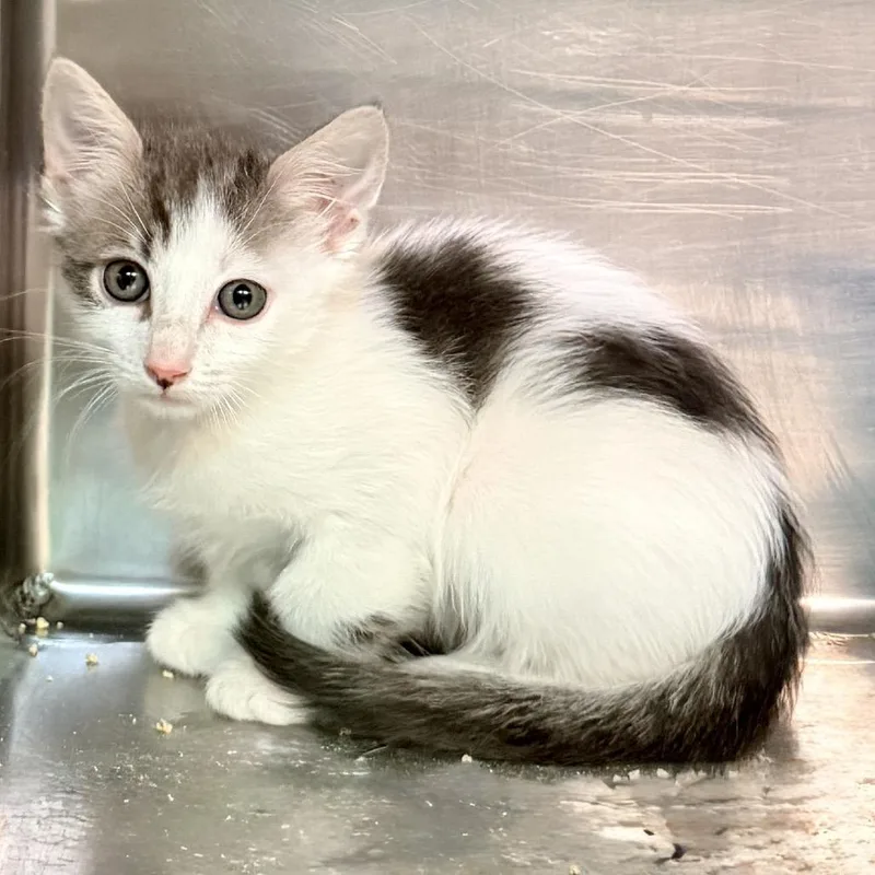 A baby small-sized female Black Domestic Short Hair cat named Chirp for adoption in Palm Springs, CA