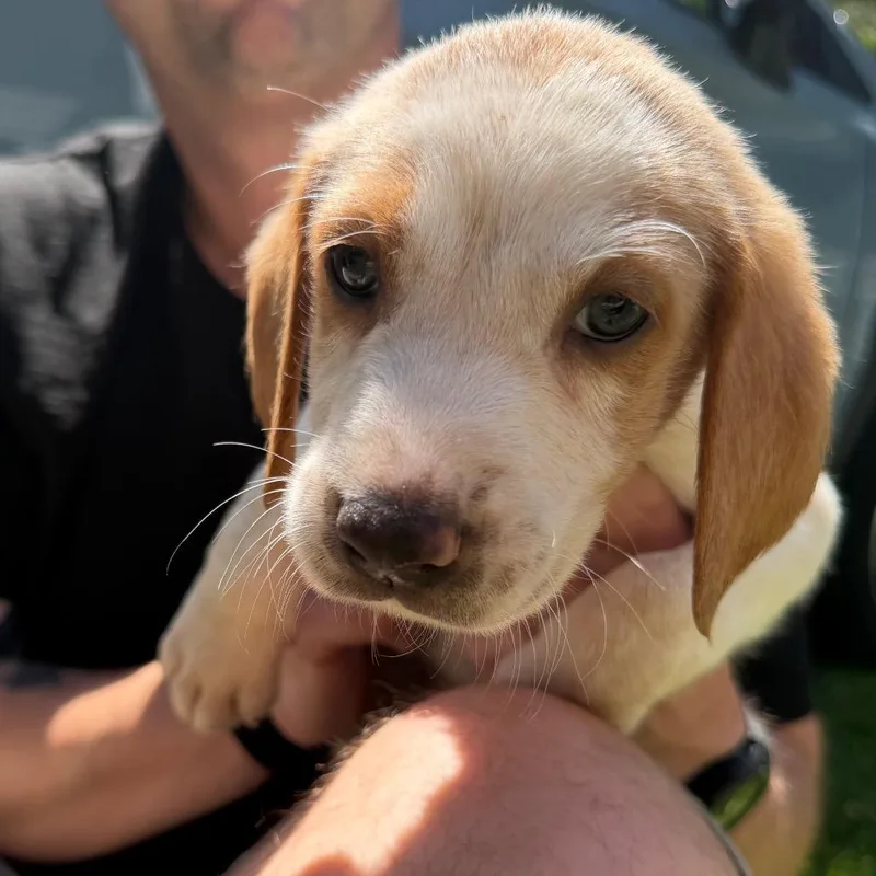 A baby medium-sized male Hound dog named Greg for adoption in Richmond, VA