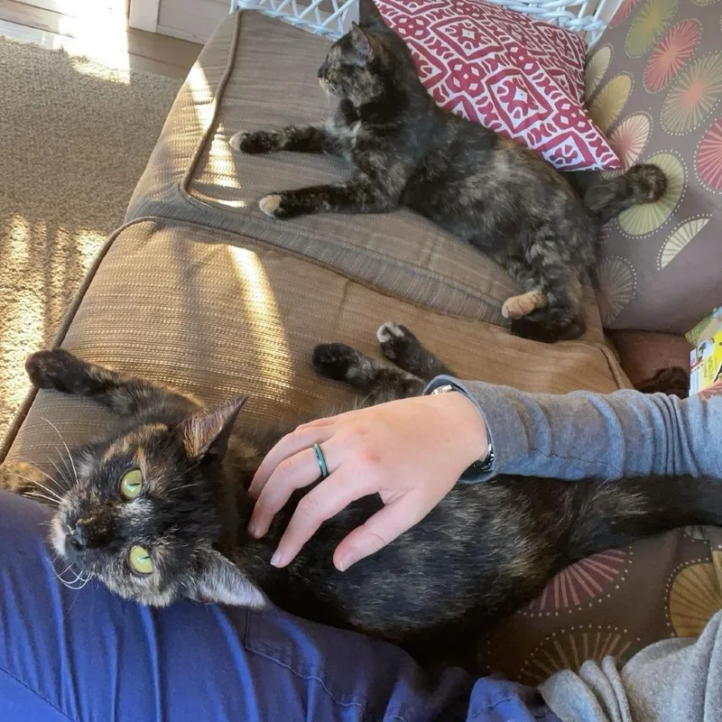 An adult small-sized female Tortoiseshell Domestic Short Hair cat named Pie for adoption in Roanoke, VA