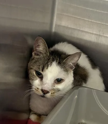 An adult medium-sized female Domestic Short Hair cat named Piper for adoption in Lafayette, IN