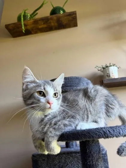 An adult small-sized female Domestic Short Hair cat named Gale for adoption in Berwick, PA