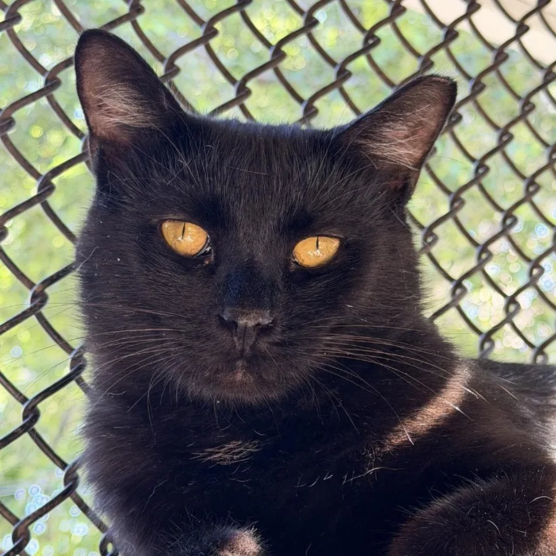 An adult large-sized male Black Domestic Short Hair cat named Martin for adoption in Indianapolis, IN