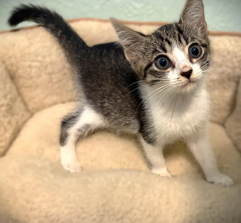 A baby medium-sized female Tabby cat named Chicky for adoption in Fort Myers, FL