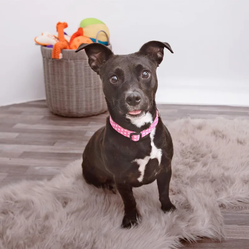 An adult medium-sized female Pit Bull Terrier dog named Ness for adoption in Los Angeles, CA