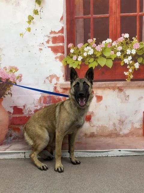A young large-sized female Belgian Shepherd / Malinois dog named Rita for adoption in San Bernardino, CA