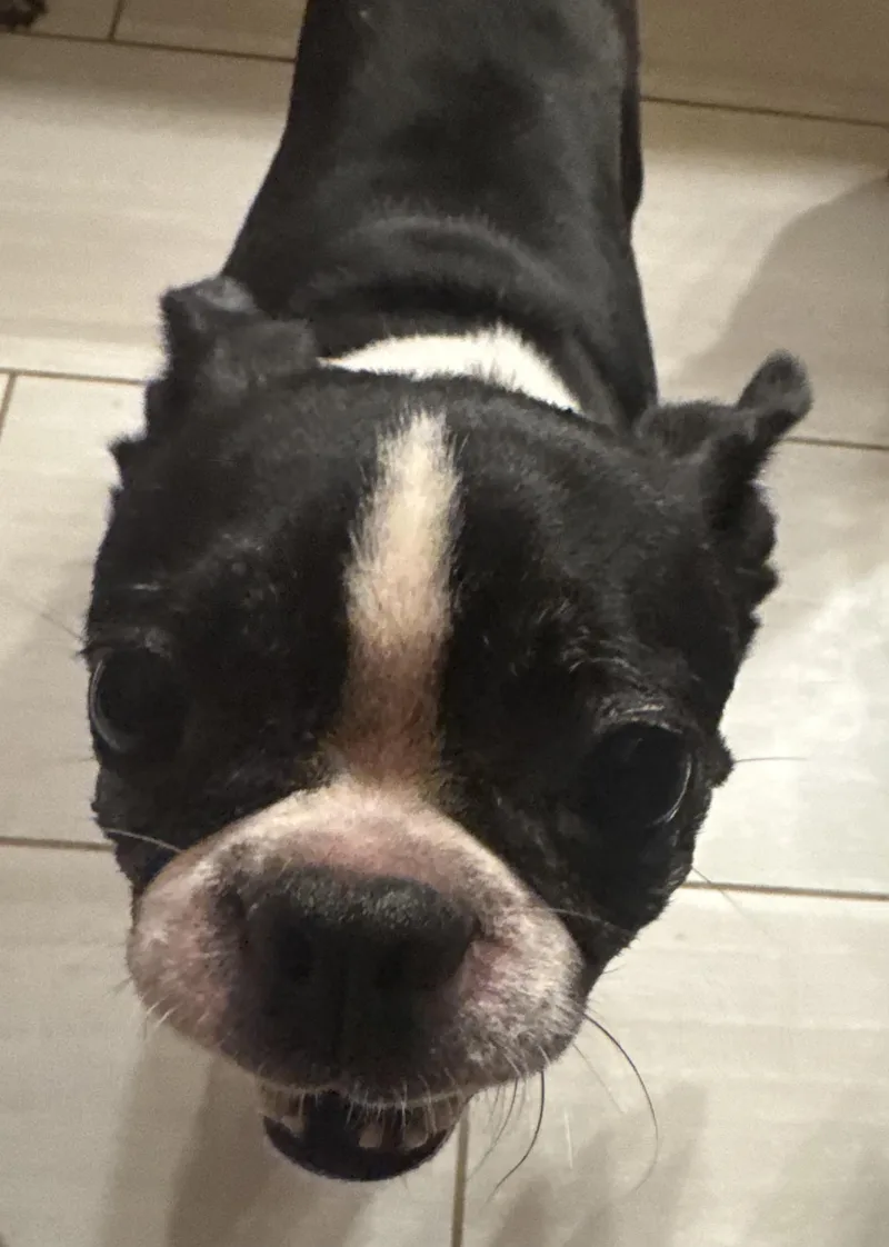 An adult small-sized female Black Boston Terrier dog named Annabelle aka Annie for adoption in North Freedom, WI