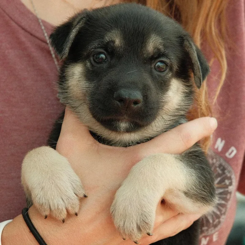 A baby small-sized female Black Mixed Breed dog named Shrimp Louie for adoption in Buffalo, MN