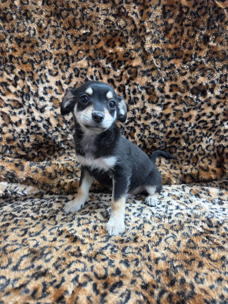 A baby small-sized male Chihuahua dog named Tate for adoption in El Centro, CA