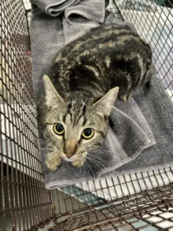 A young medium-sized male Domestic Short Hair cat named Cosmo for adoption in Chatsworth, CA