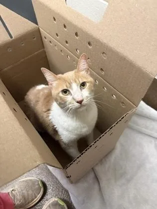 An adult large-sized male Orange / Red Domestic Short Hair cat named Oakley for adoption in Wichita, KS