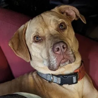 An adult large-sized female American Staffordshire Terrier dog named Beatrice for adoption in Minneapolis, MN