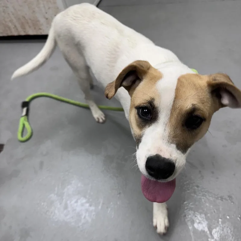 A young medium-sized female White / Cream Mixed Breed dog named Strayus for adoption in Columbus, GA
