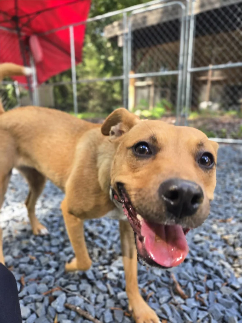 A young medium-sized female Pit Bull Terrier dog named Goldie for adoption in Albemarle, NC